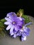 Spring violet mountain flowers with fir tree leaves