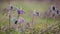 Spring violet wild prairie flowers