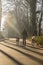 Spring walk in the forest with two Saint Bernard