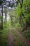 Spring walking trail. dirt road through the forest