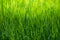 Spring wallpaper. View of close-up green grass at sunlight. Background with copy space. Ecology and nature concept.