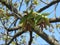 Spring walnut leaves, selective focus