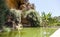 Spring water in Kolymbetra Garden in Temples Valley. Agrigento, Sicily, Italy