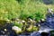 Spring water mountain river and the nice petrous creek on North Caucasus. mountain natural landscape photo