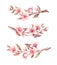 Spring watercolor illustration. Sakura bloom. Cherry. Botanical branches with pink flowers and leaves. Floral blossom elements.