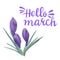 Spring watercolor violet crocuses text hello march