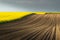 Spring Wavy Yellow Rapeseed Field