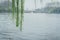 Spring weeping willows and Sudi in a cloudy day, in Quyuan Garden of Hangzhou West Lake, Hangzhou, China
