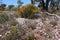 Spring in the Western Australian outback with lavender Mulla mulla, everlasting daisies and yellow wattlle bush in the middle