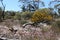 Spring in the Western Australian outback with lavender Mulla mulla, white everlasting daisies and yellow wattlles