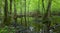 Spring wet deciduous forest with standing water