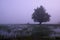 Spring in the wetlands, dawn over flooded meadows, lonely willow