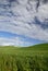 Spring Wheat On Rolling Hills