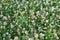 Spring white clover field