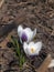 Spring.  White crocuses with purple stripes