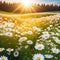 spring white daisy flowers blossom field banner