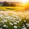 spring white daisy flowers blossom field banner