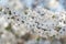 Spring white flowers on branch - mirabelle prune,  cherry plum,  closeup selective focus