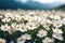 Spring white flowers closeup, beautiful spring flower background