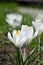 Spring white flowers Crocus Jeanne d\\\'Arc macro.