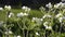 Spring white flowers natural background