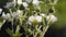 Spring white flowers natural background