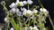 Spring white flowers natural background