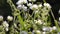 Spring white flowers natural background