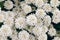 Spring white Iberis flowers. Iberis sempervirens white flowering plant evergreen candytuft or perennial candytuft