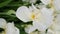 In spring, white irises bloomed in the garden.