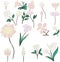 Spring white isolate flowers, vector set