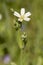 Spring white meadow flower Stellaria holostea