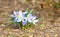 Spring white and purple crocus blooming during early sunny Spring day