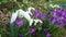 Spring white snowdrops purple crocuses 2