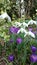 Spring white snowdrops purple crocuses