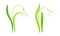 Spring white snowdrops set. Beautiful fragile blooming flower, spring symbol vector illustration