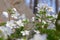 Spring white wildflowers in the forest. Forest landscape with sunbeams. Natural concept