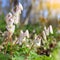 Spring white wildflowers in the forest. Forest landscape with sunbeams. Natural concept