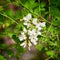 Spring White Wistaria