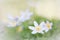 Spring wild flower background, Anemone nemerosa