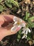 Spring wild flower Galanthus, snowdrop in hand