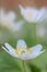 Spring wild flower, wood anemone nemerosa