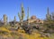 Spring Wild Flowers Along Desert Hiking Trail In Scottsdale, Arizona