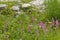 Spring wild flowers amongst the roman era ruins, Dougga, Tunisia