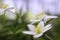 Spring wild flowers, Anemone nemerosa
