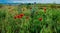 Spring wild flowers. Poppies among wheat at sunset