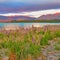 Spring wild flowers on the shores of Lake Tekapo, New Zealand