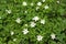 Spring wild flowers - wood anemone, windflower (Anemone nemorosa