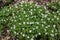 Spring wild flowers - wood anemone, windflower (Anemone nemorosa