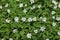 Spring wild flowers - wood anemone, windflower (Anemone nemorosa